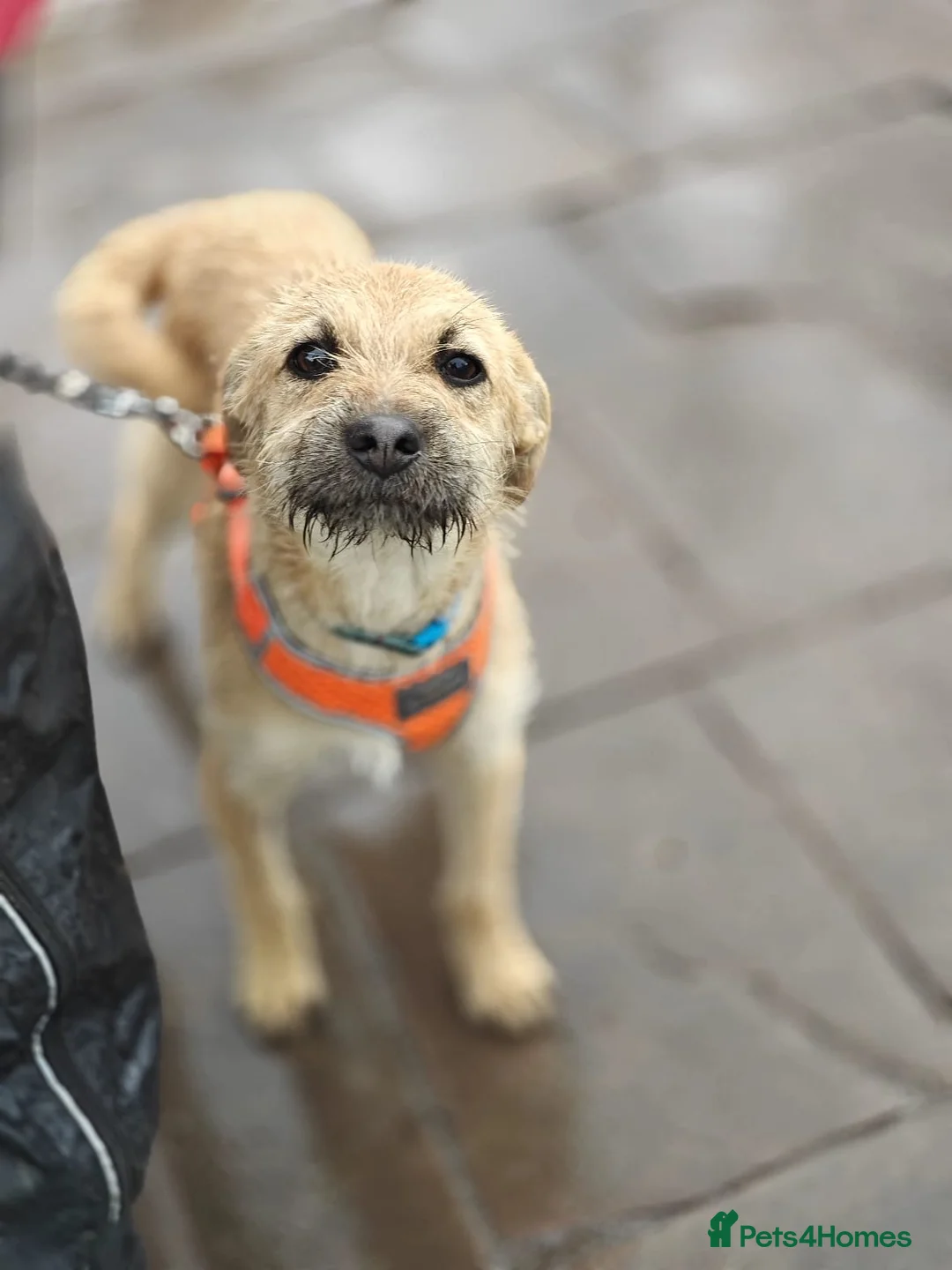 Mixed Breed dogs for adoption: ❤️🐶 BEKKI – TOO MUCH LOVE FOR SUCH A SMALL DOG in Burton-on-Trent - Advert 1