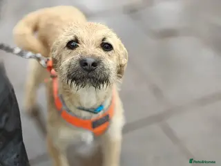 Mixed Breed dogs ❤️🐶 BEKKI – TOO MUCH LOVE FOR SUCH A SMALL DOG - Advert 5