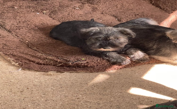 Miniature Schnauzer dogs - Advert 11