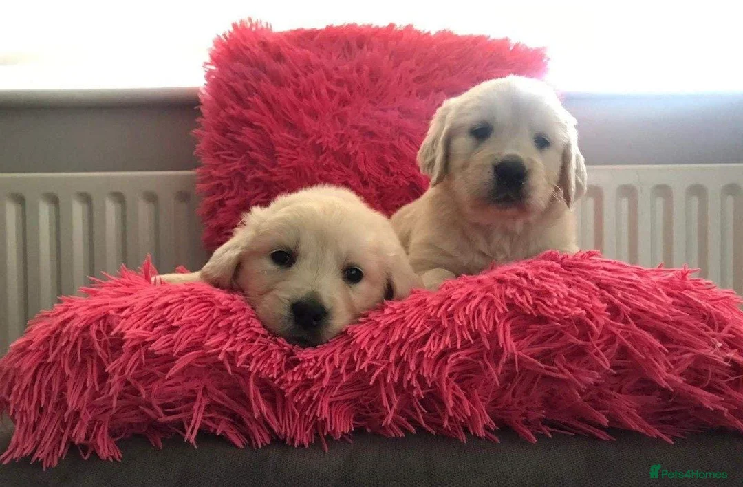 Golden Retriever dogs for sale: Adorable Golden Retriever puppies available.  - Advert 1