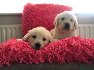 Golden Retriever dogs Adorable Golden Retriever puppies available. - Advert 6