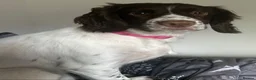 Sprocker dogs for sale: 8 beautiful chocolate and white cocker spaniels  - Advert 31