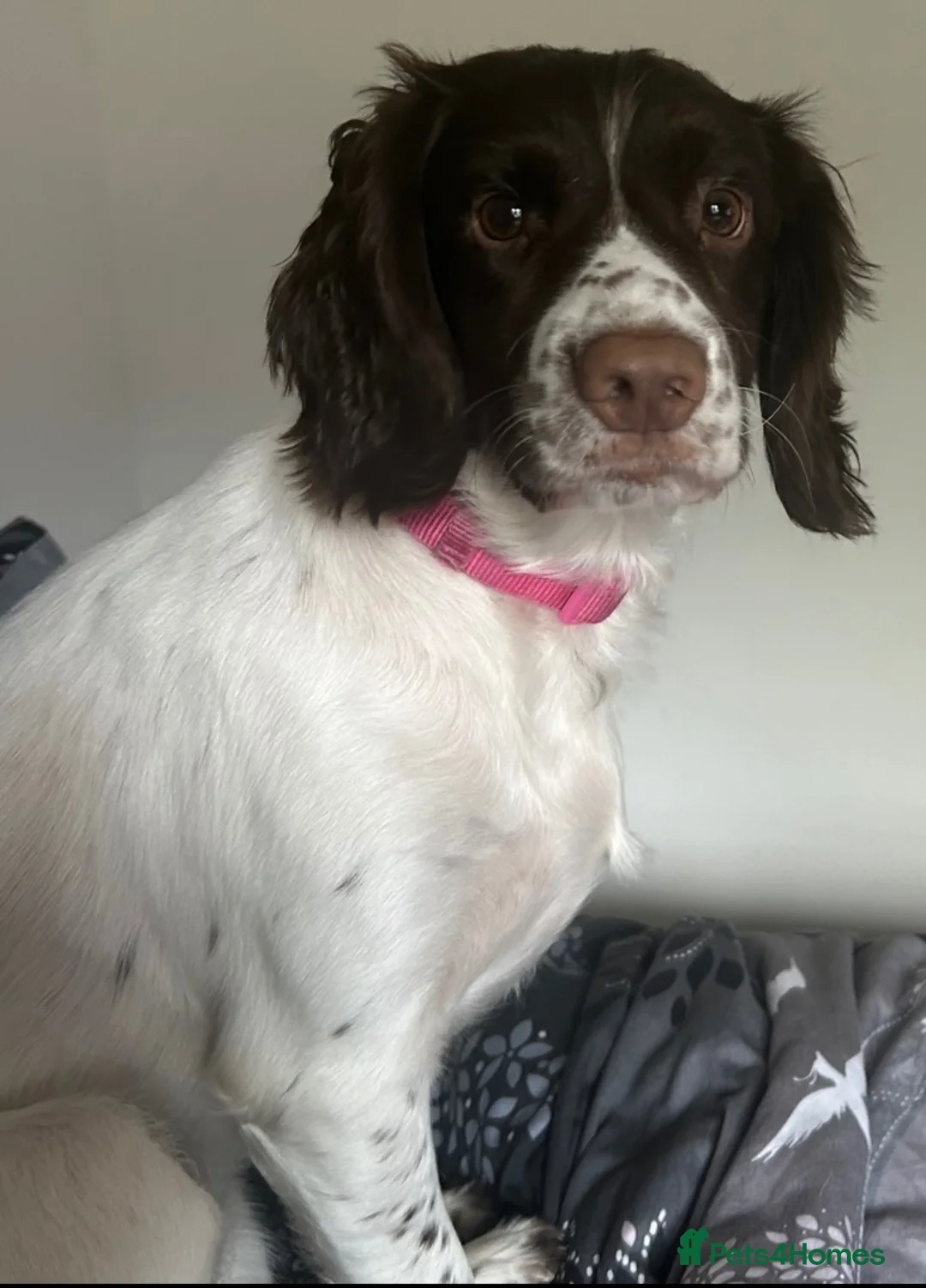 Sprocker dogs for sale: 8 beautiful chocolate and white cocker spaniels  - Advert 31