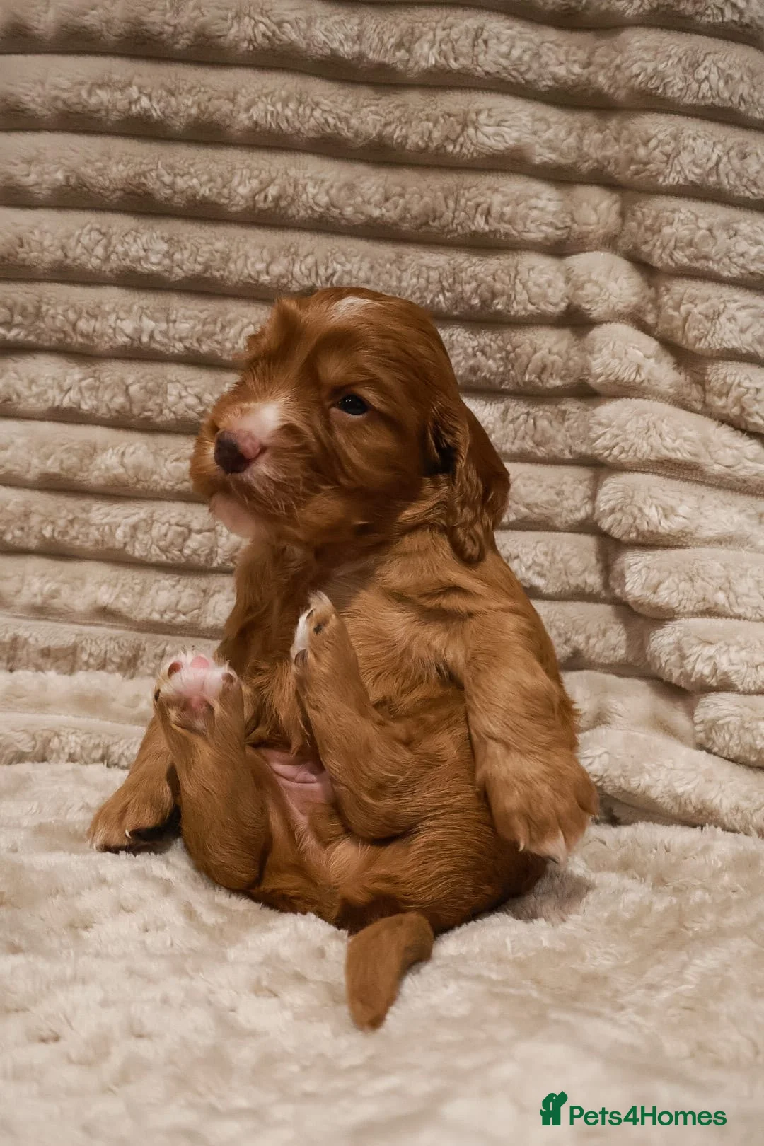 Cocker Spaniel dogs for sale: Cocker Spaniel Puppies - Advert 30