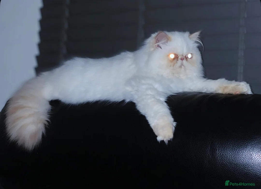 Persian cats for sale: Persian long and thick hair 5mo boy  - Advert 5