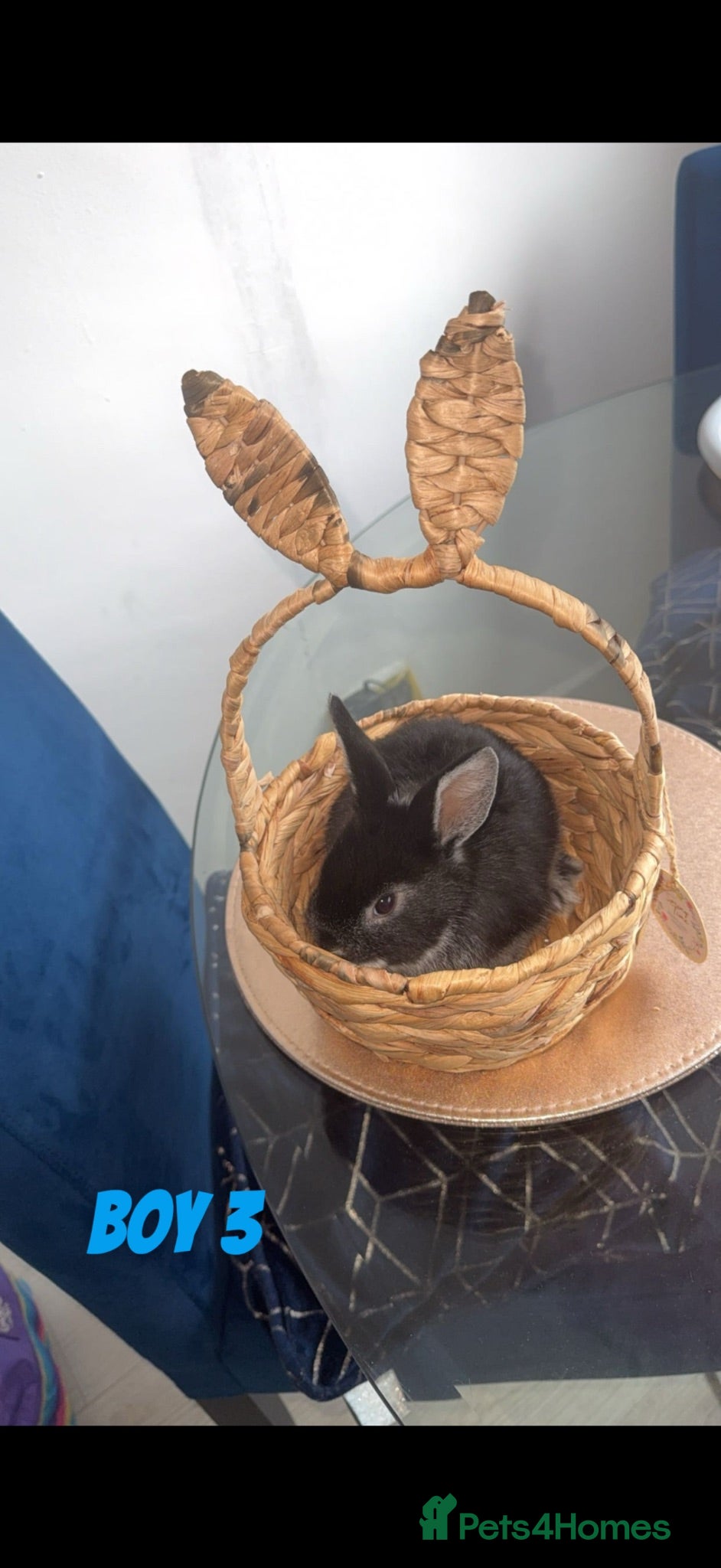 Mixed Breed rabbits 3 baby rabbits looming for thier forever home - Advert 1