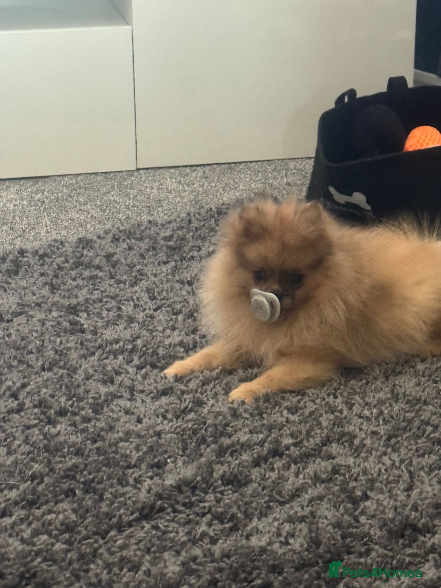 Pomeranian dogs for sale: Pomeranian male puppy 💚 - Advert 3