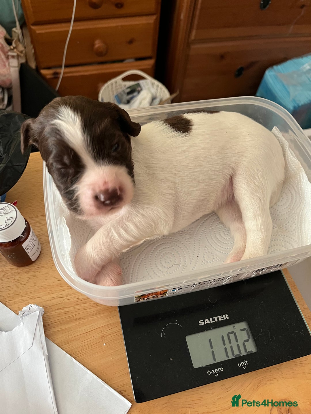 English Springer Spaniel dogs for sale: Beautiful springer spaniel puppies - Image 5