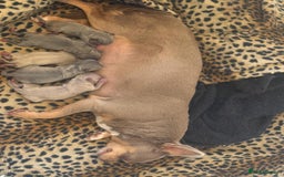 Chihuahua dogs for stud: Handsome Blue, KC reg Chihuahua Boy for Stud in London - Image 25