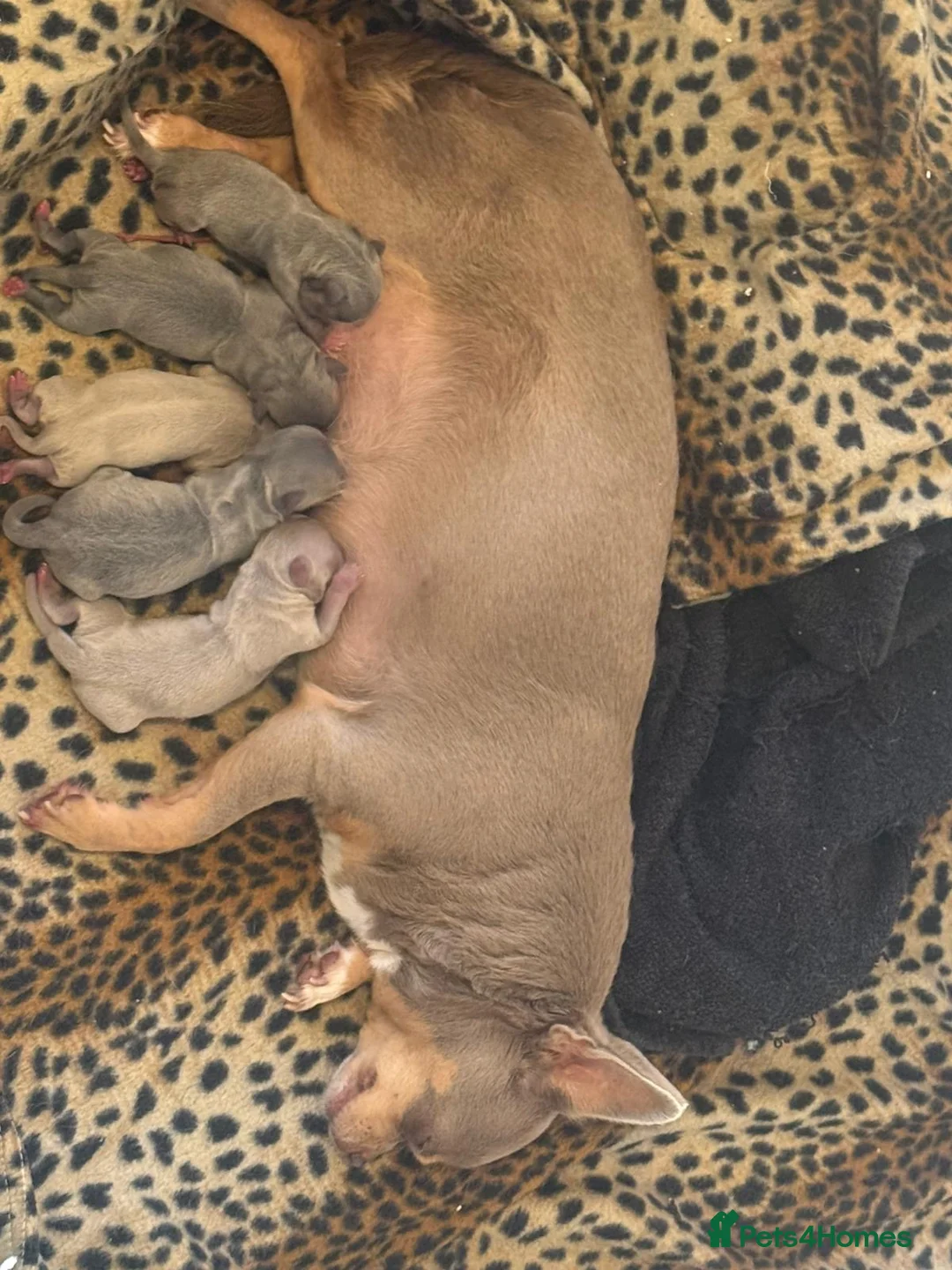 Chihuahua dogs for stud: Handsome Blue, KC reg Chihuahua Boy for Stud in London - Advert 25