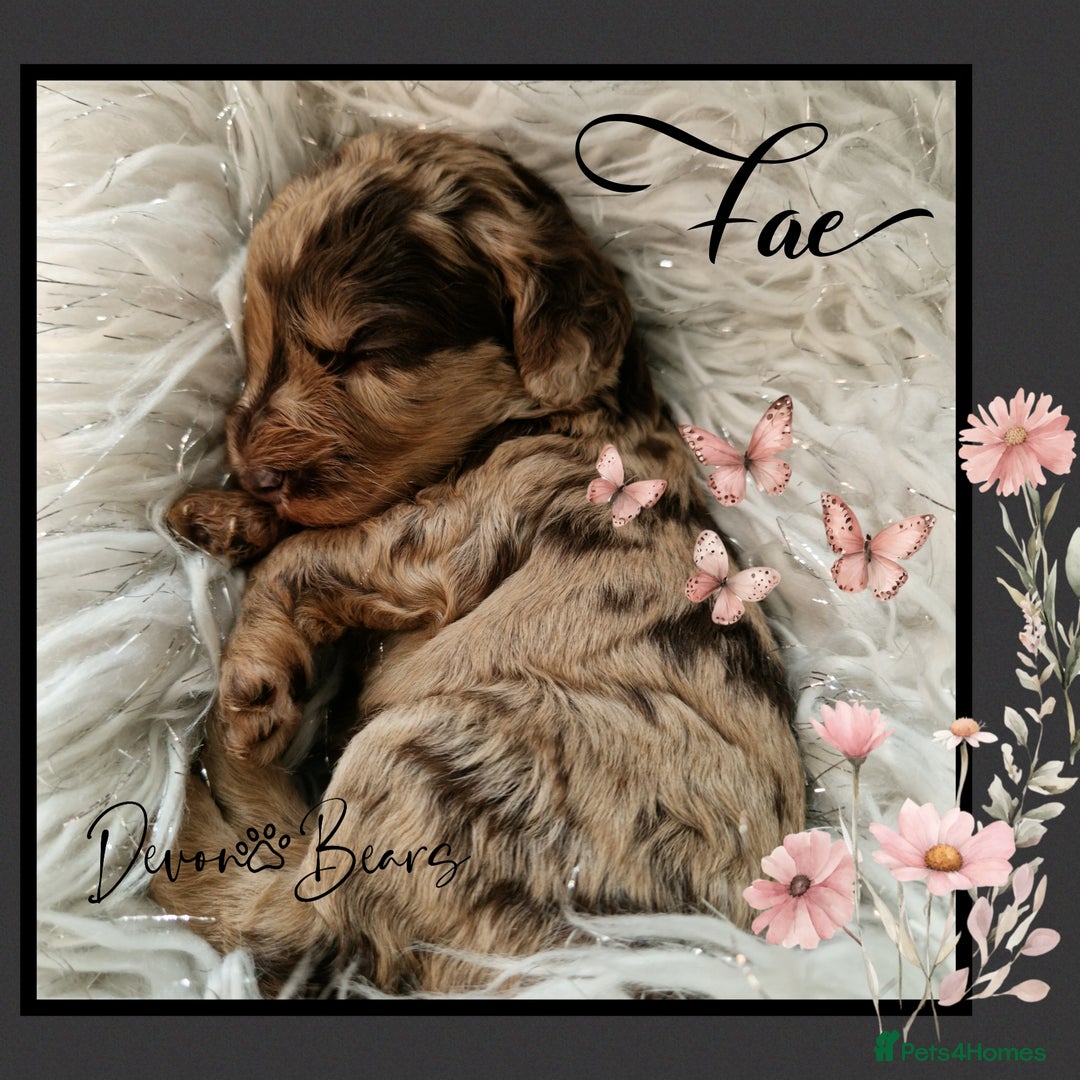 Cockapoo dogs for sale: Chunky health tested stunning English cockerpoos. - Image 8
