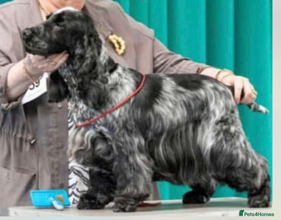 Cocker Spaniel dogs for sale: True show type male.  - Image 6