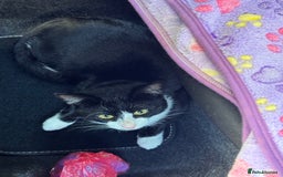 Mixed Breed cats for sale: Free to a loving home - meet Bandit.  - Image 1