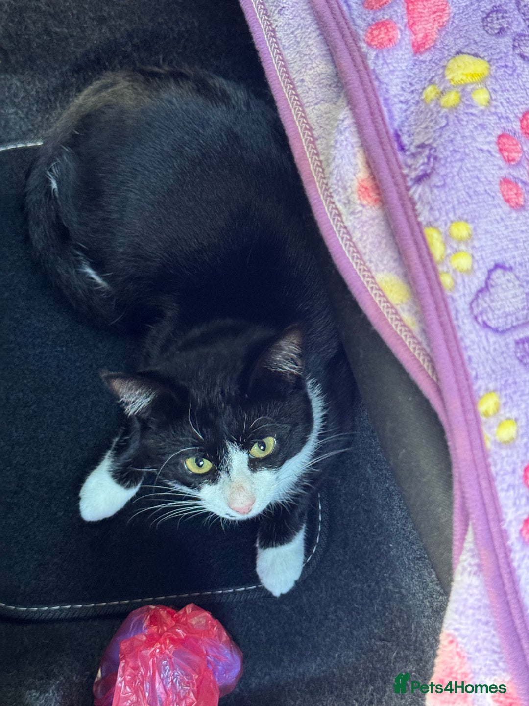 Mixed Breed cats for sale: Free to a loving home - meet Bandit.  - Image 1