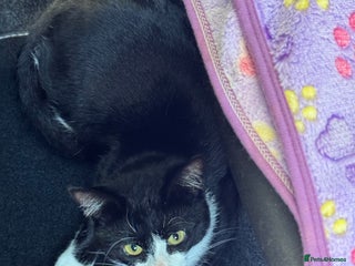 Mixed Breed cats - Advert 12