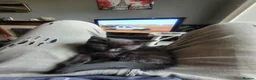 Domestic Shorthair cats for sale: 4 Kittens looking for new forever homes - Advert 14