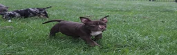 American Bully dogs for sale: READY NOW 9 beautiful ABKC pocket bullies - Advert 6