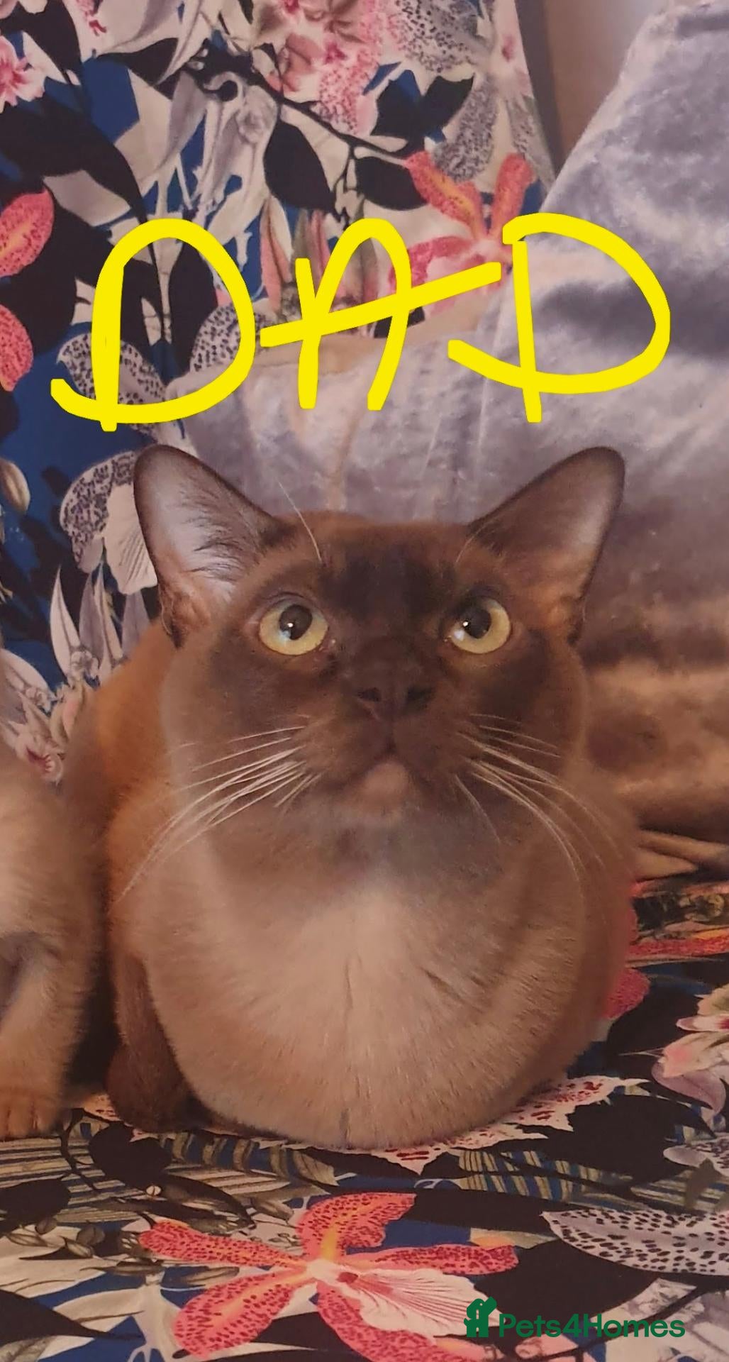 Tonkinese cats First generation, pedigree, registered,vet checked - Advert 2