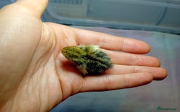 Quail poultry for sale: Coturnix, Celadon and Chinese Painted Quail Chicks - Image 21