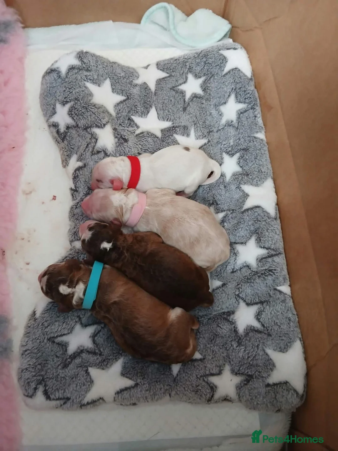 Cockapoo dogs for sale: Gorgeous F2b cockapoo puppies  in Corsham - Advert 7