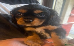 Cavalier King Charles Spaniel dogs for sale: Cavalier King Charles Spaniel Puppies - Image 18