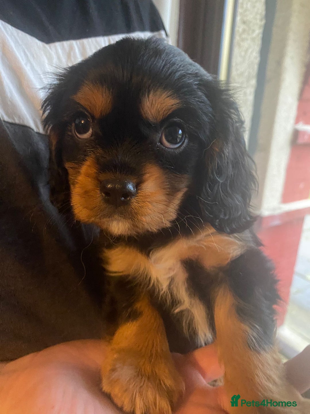 Cavalier King Charles Spaniel dogs for sale: Cavalier King Charles Spaniel Puppies - Image 18