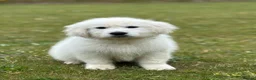 Golden Retriever dogs for sale: Stunning show type white boy fully vaccinated  - Advert 2
