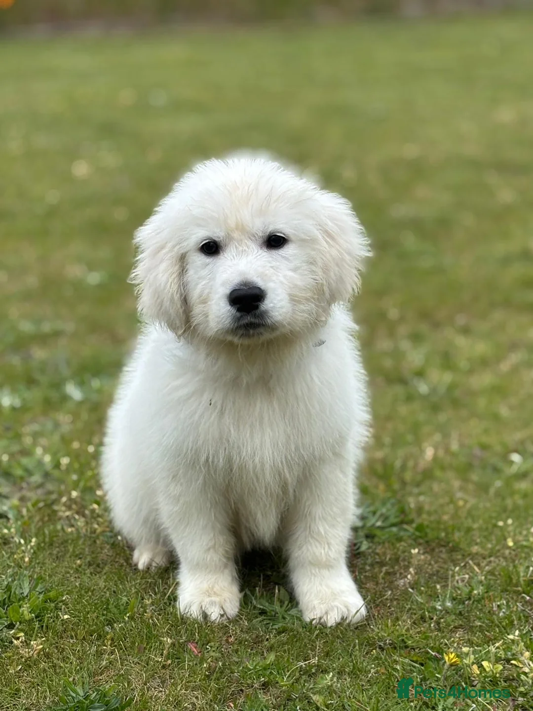 Golden Retriever dogs for sale: Stunning show type white boy fully vaccinated  - Advert 2