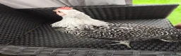 Chickens poultry for sale: Beautiful cockerel/rooster  in Stoke-on-Trent - Advert 3