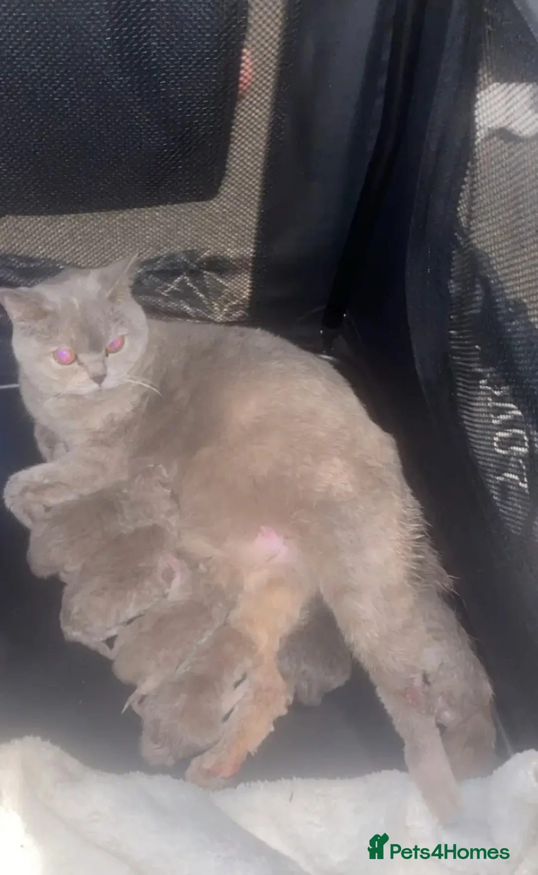 British Shorthair cats for sale:  Beautiful British Shorthairs For Sale. in Tamworth - Advert 2