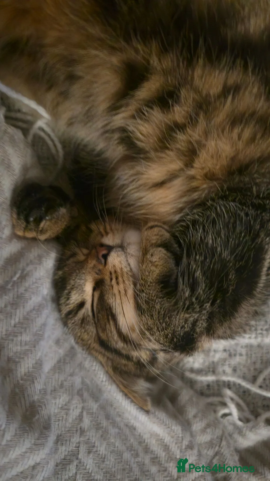 British Shorthair cats for sale: Lovely home cat in Rochdale - Advert 3