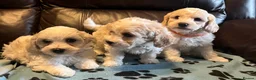 Cavachon dogs for sale: Cute Cavachon x bichon Frise puppies  - Advert 20