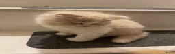 British Longhair cats for sale: British Lonhair Cross Kittens in Amersham - Advert 10