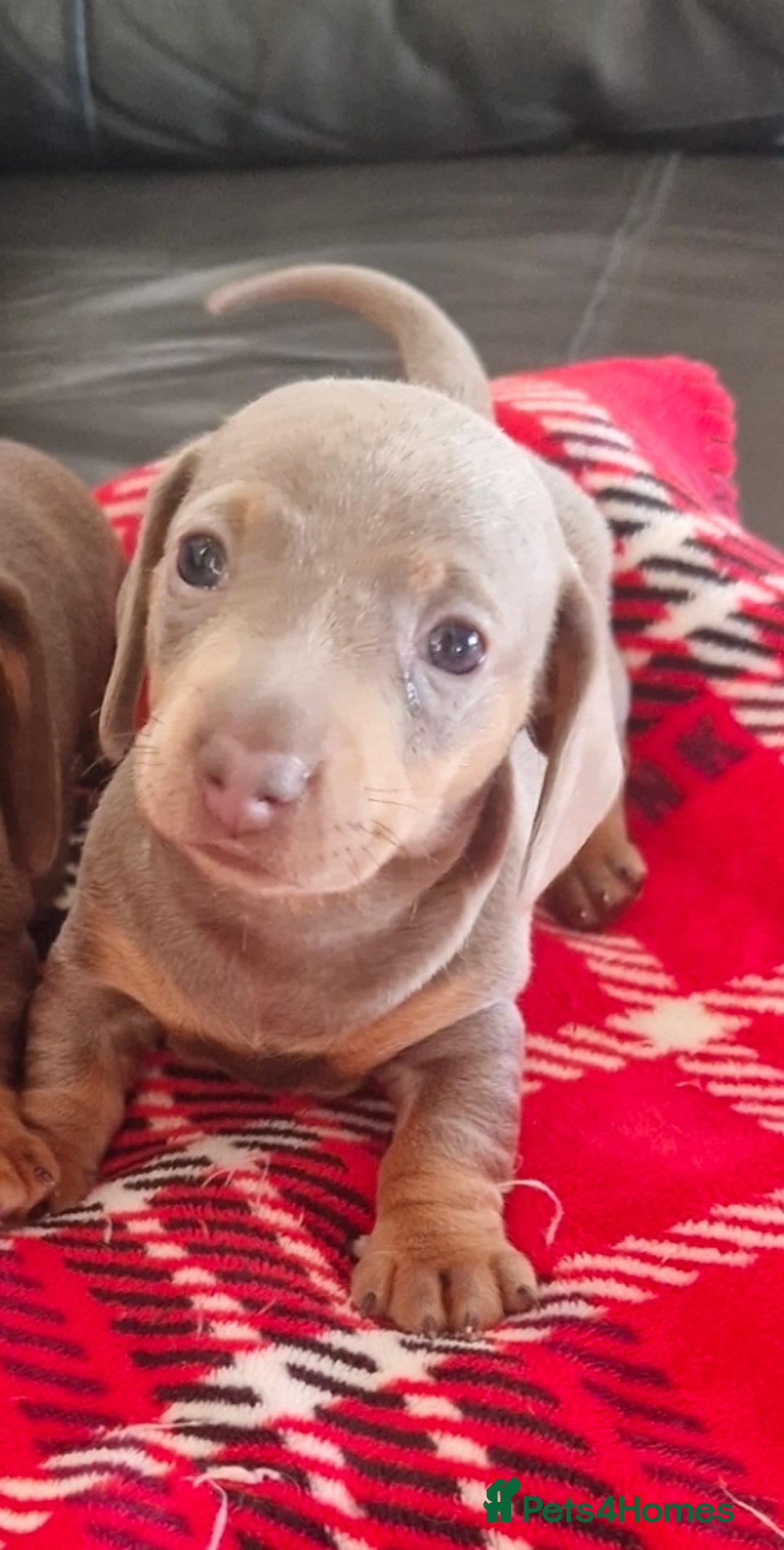 Miniature Dachshund dogs for sale: 1 beautiful kc puppy left ready 25/12/25 - Advert 18