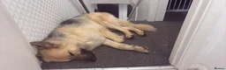 German Shepherd dogs for sale: German Shepherd  in Bristol - Advert 3
