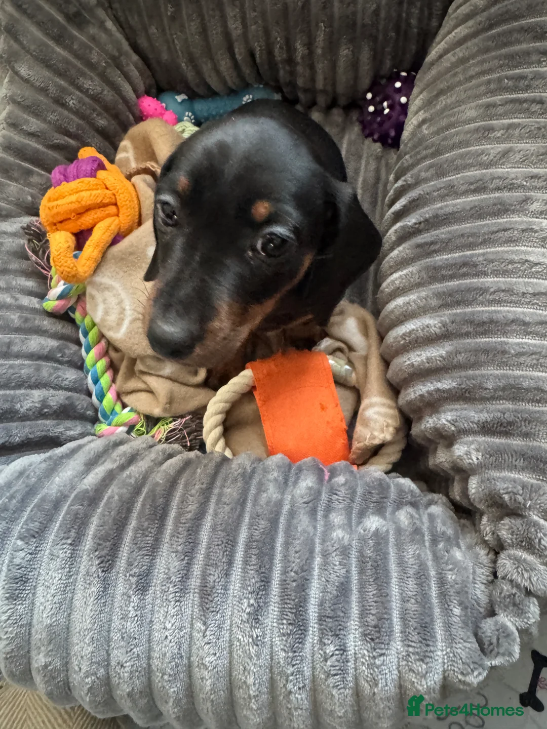 Dachshund dogs for sale: Dachshund puppy  - Advert 2