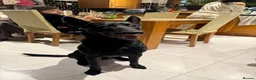 Belgian Shepherd Dog dogs for sale: Belgian Malinois for sale - Advert 8