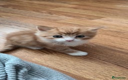 Domestic Shorthair cats for sale: 3 kittens for sale, 2 boys 1 girl.  - Image 5