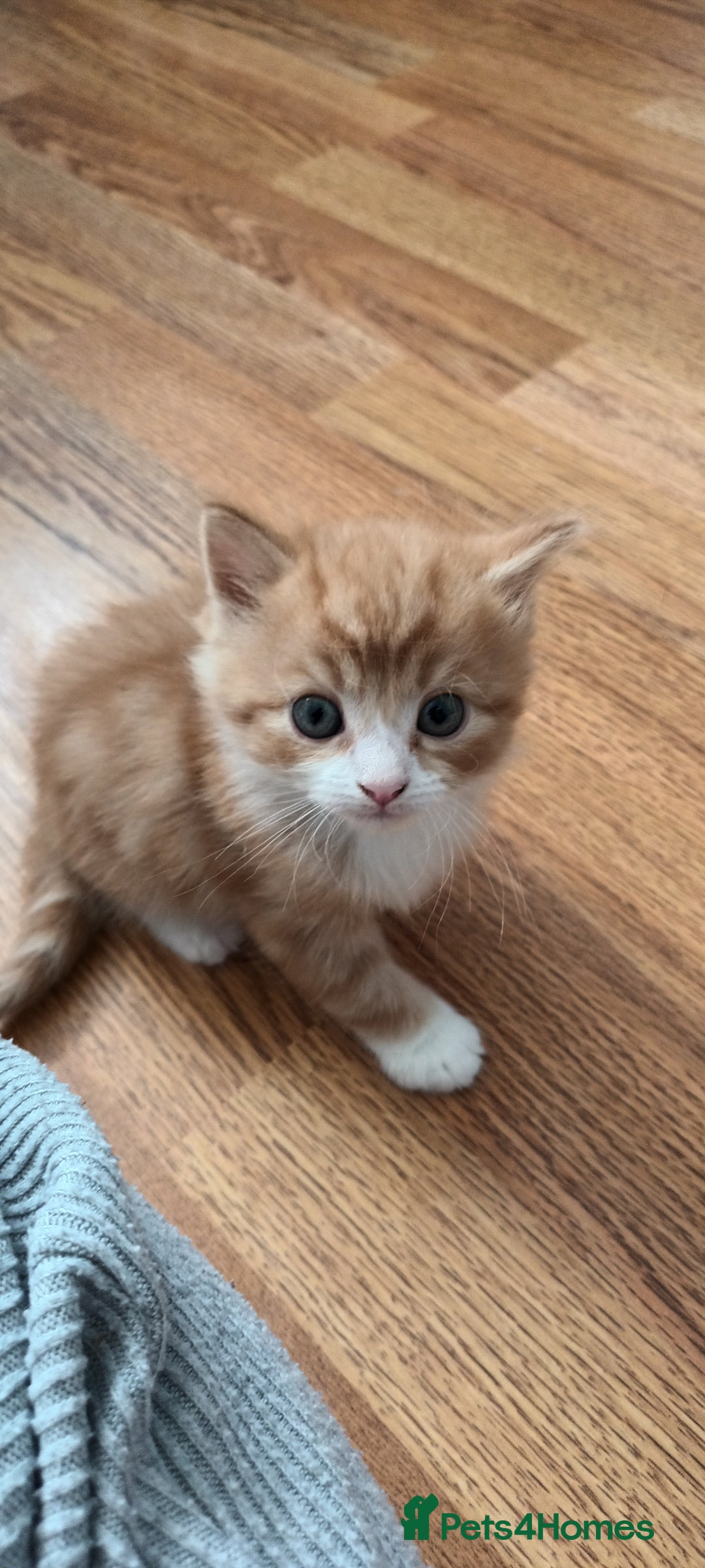 Domestic Shorthair cats for sale: 3 kittens for sale, 2 boys 1 girl.  - Image 5