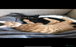 Domestic Shorthair cats for sale: Urgently needing re-homing  - Image 1