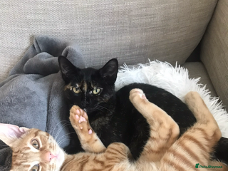 Domestic Shorthair cats for sale - Advert 1