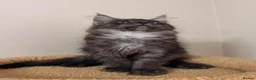 Maine Coon cats for sale: PROUDLY LICENSED, FULLY REGISTERED CATTERY!!  - Advert 18