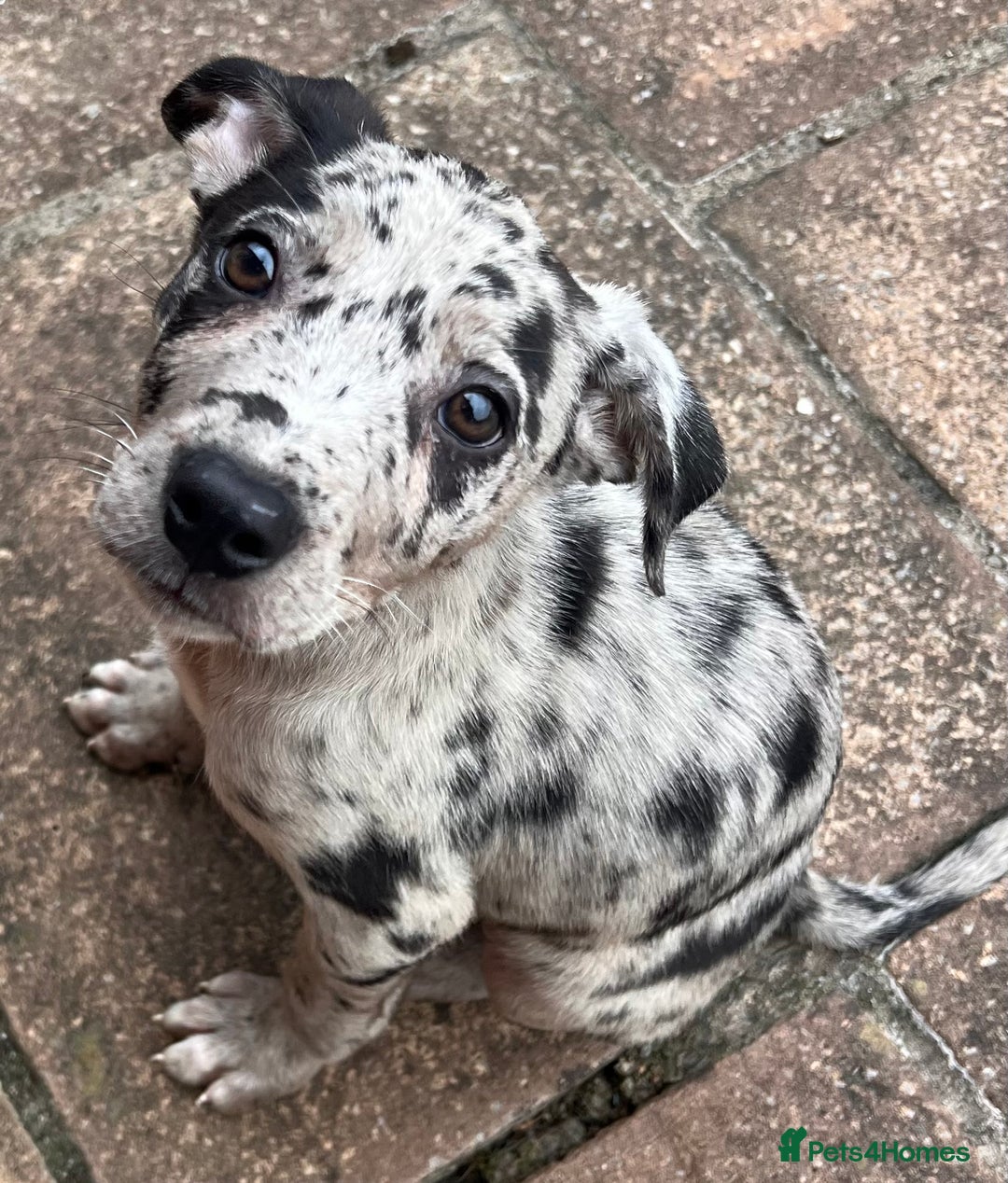 Mixed Breed dogs for sale: Border/Bullie Cross Merle Male Puppy 11 Weeks - Image 6