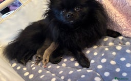 Pomchi dogs for sale: Primrose’s precious pomchi babies - Advert 2