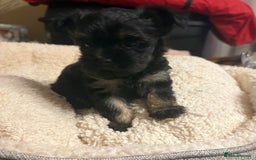 Chorkie dogs for sale: Tiny Pups for sale - Image 16