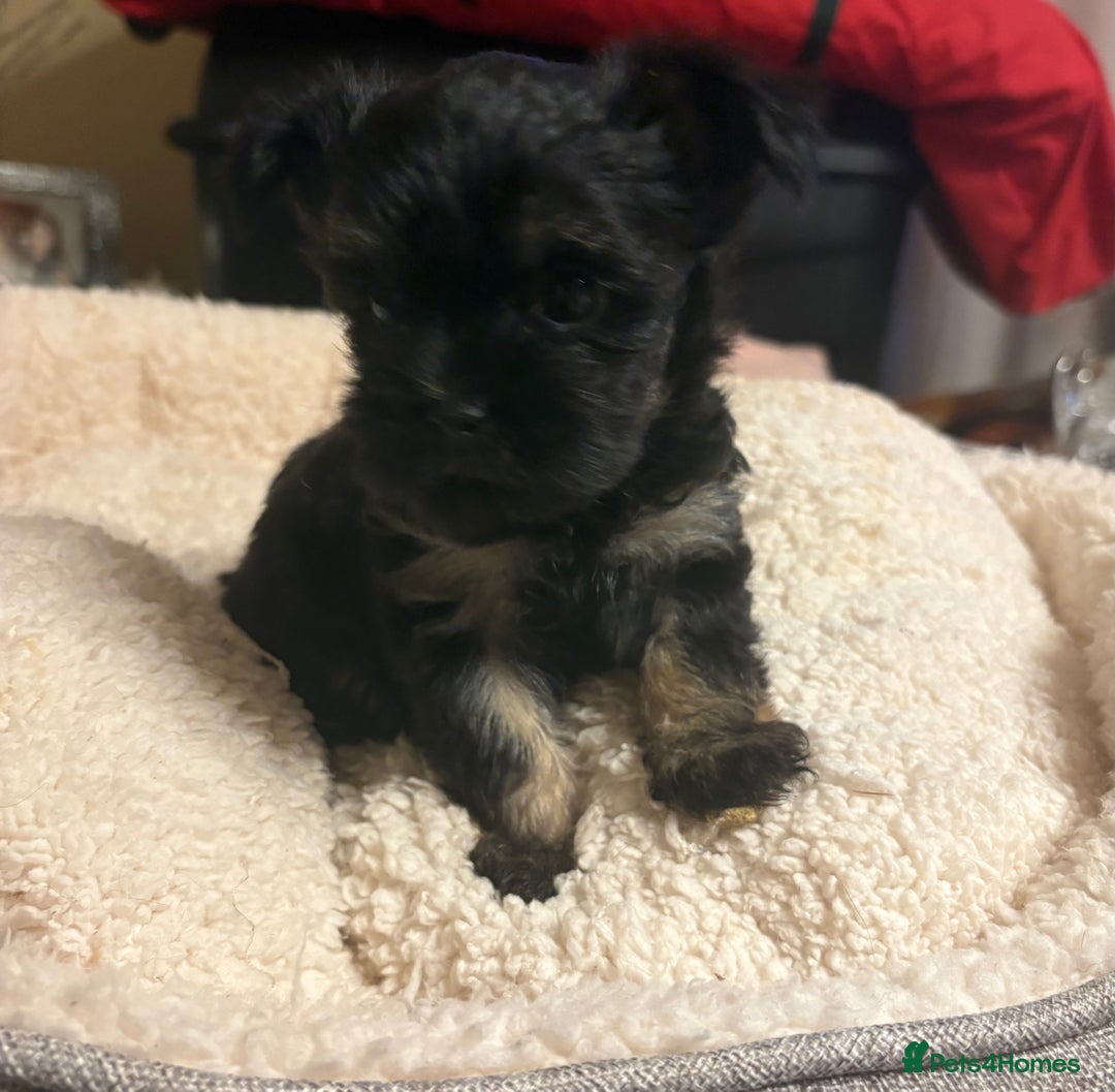 Chorkie dogs for sale: Tiny Pups for sale - Image 16