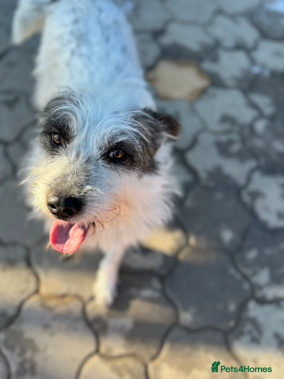 Mixed Breed dogs for adoption: 🐾MIRA🐾, a beautiful young girl for a Loving Home - Advert 22