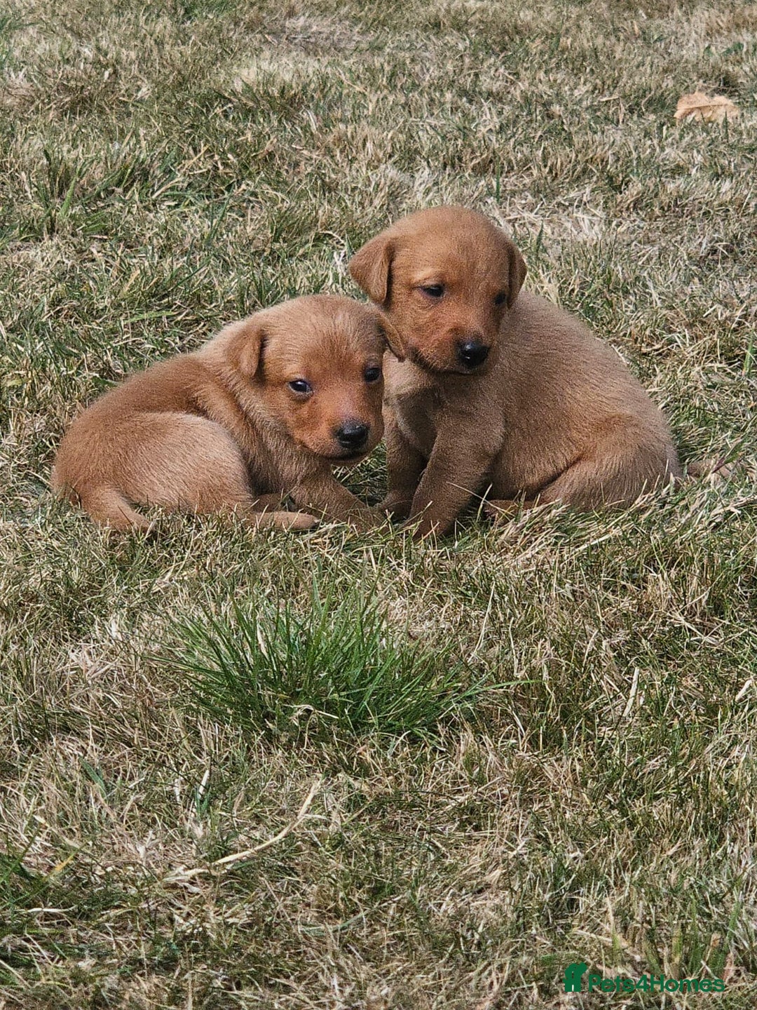 Labrador Retriever dogs for sale: Red Fox Labrador Puppies–Ready from 26th September - Image 14