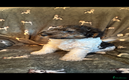 Fox Terrier dogs for sale: ⭐️  champion bred boys ready now ⭐️ - Image 6