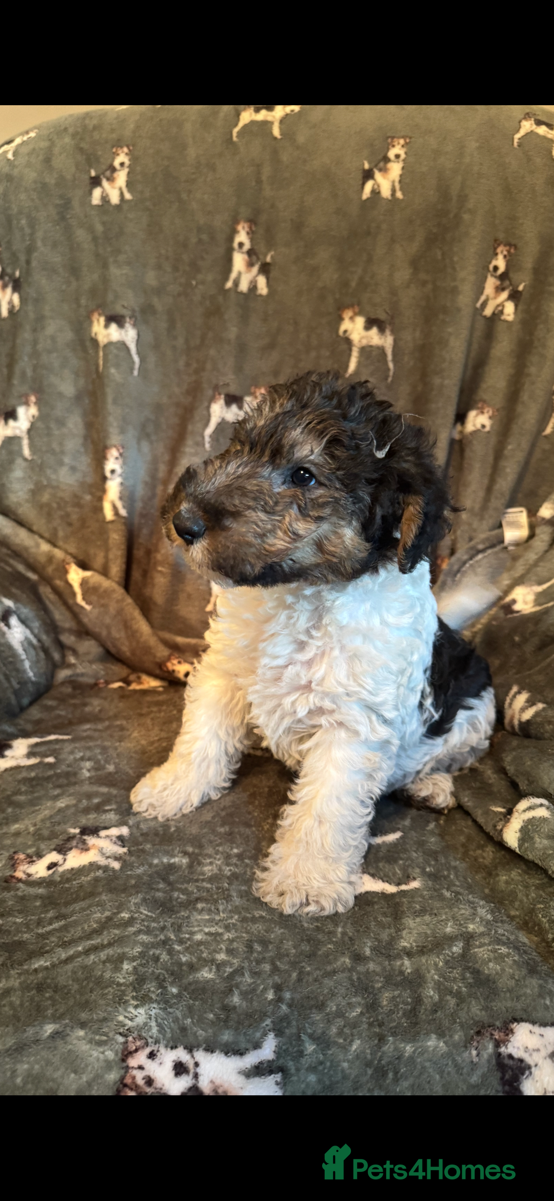 Fox Terrier dogs for sale: ⭐️  champion bred boys ready now ⭐️ - Image 6